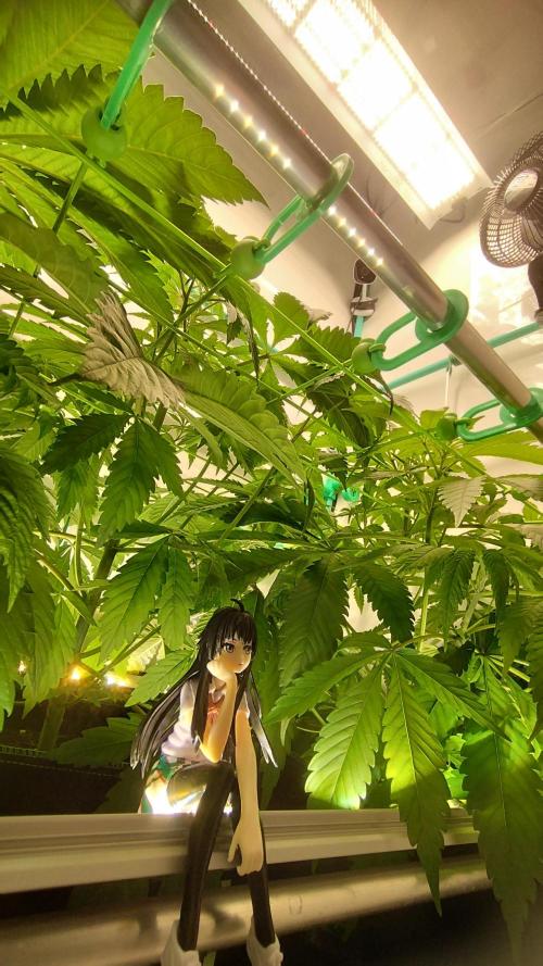 Back 2 Future (Bud Voyage). Week 6