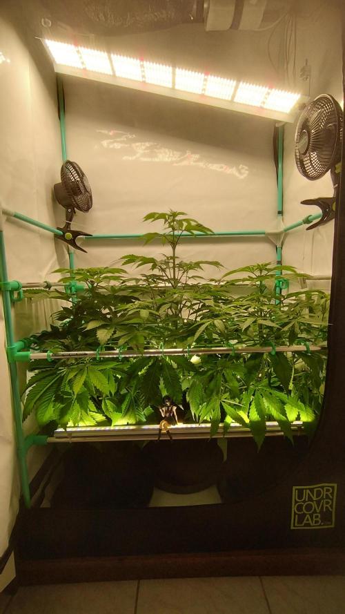 Back 2 Future (Bud Voyage). Week 7