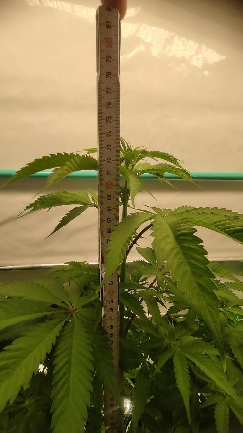 Back 2 Future (Bud Voyage). Week 7