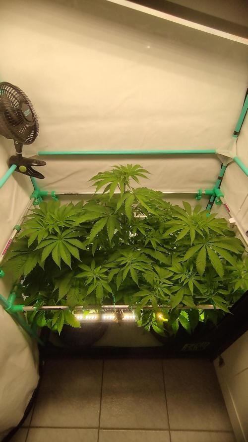 Back 2 Future (Bud Voyage). Week 7