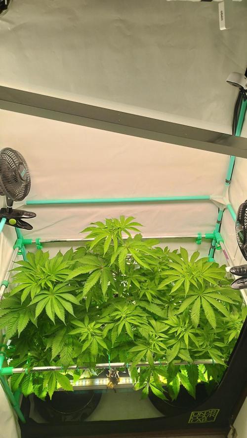 Back 2 Future (Bud Voyage). Week 7