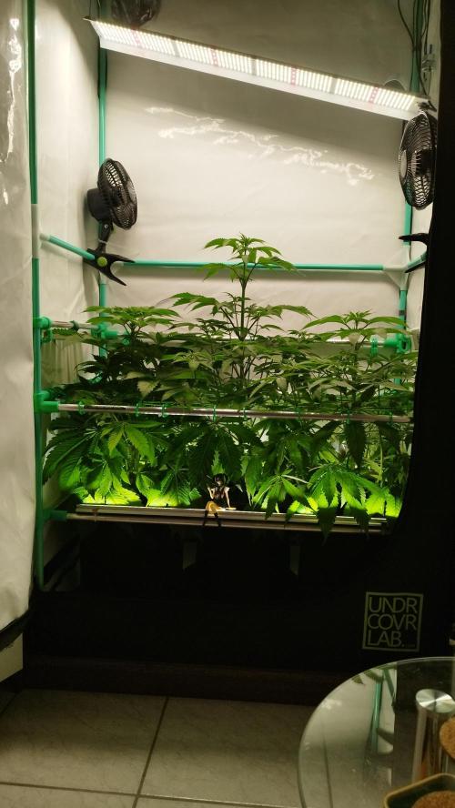 Back 2 Future (Bud Voyage). Week 7