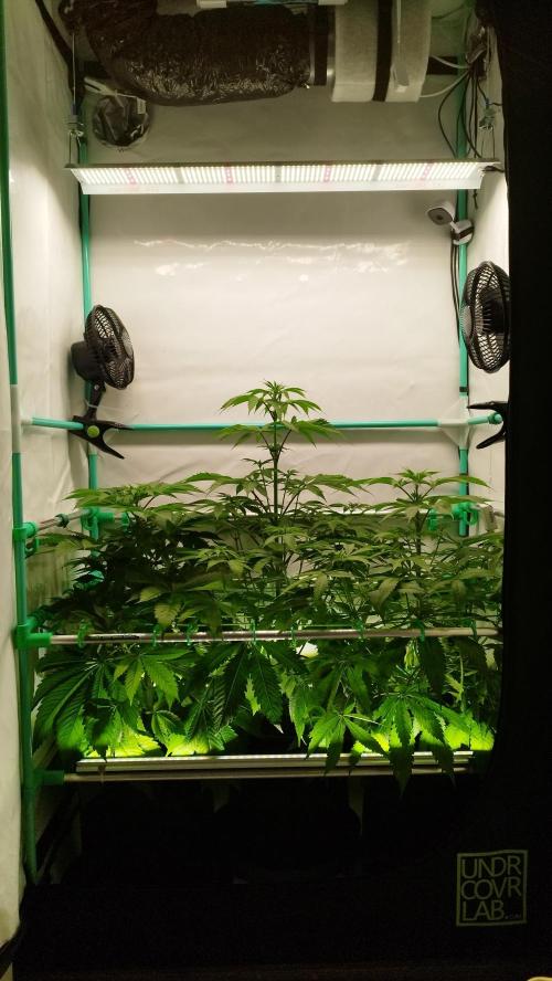 Back 2 Future (Bud Voyage). Week 7