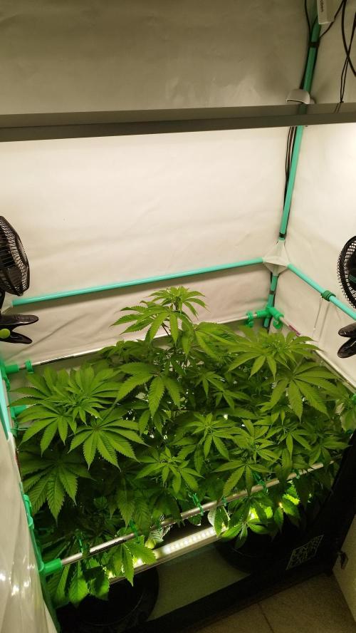 Back 2 Future (Bud Voyage). Week 7