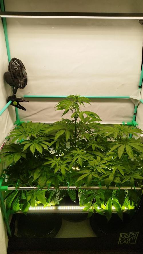 Back 2 Future (Bud Voyage). Week 7
