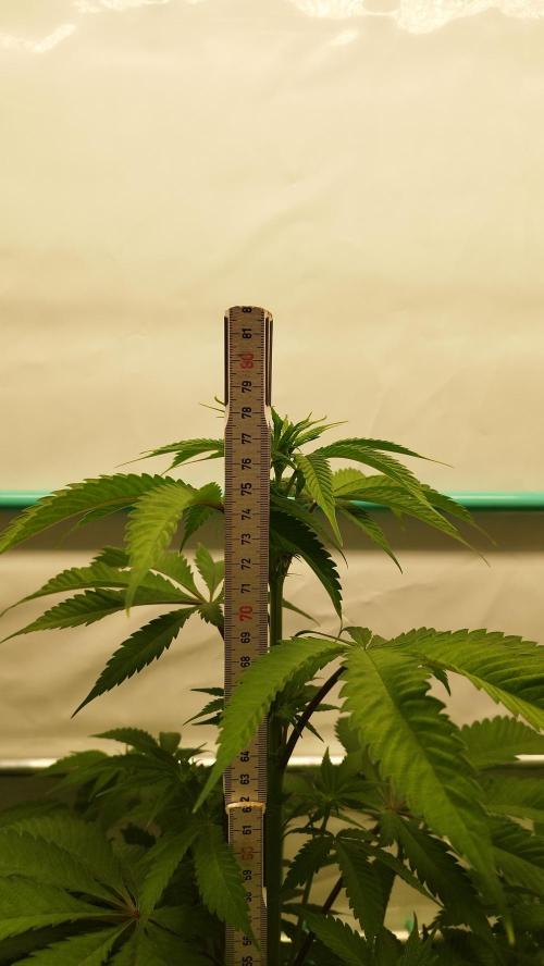 Back 2 Future (Bud Voyage). Week 7
