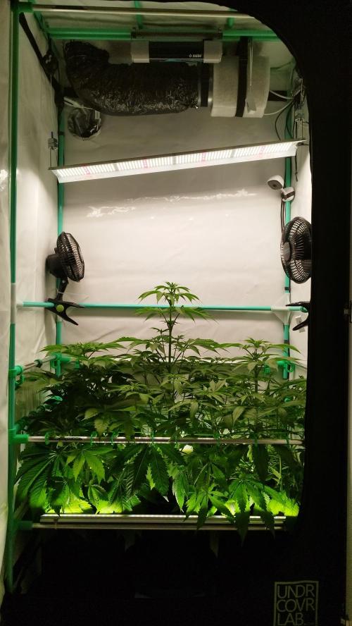 Back 2 Future (Bud Voyage). Week 7