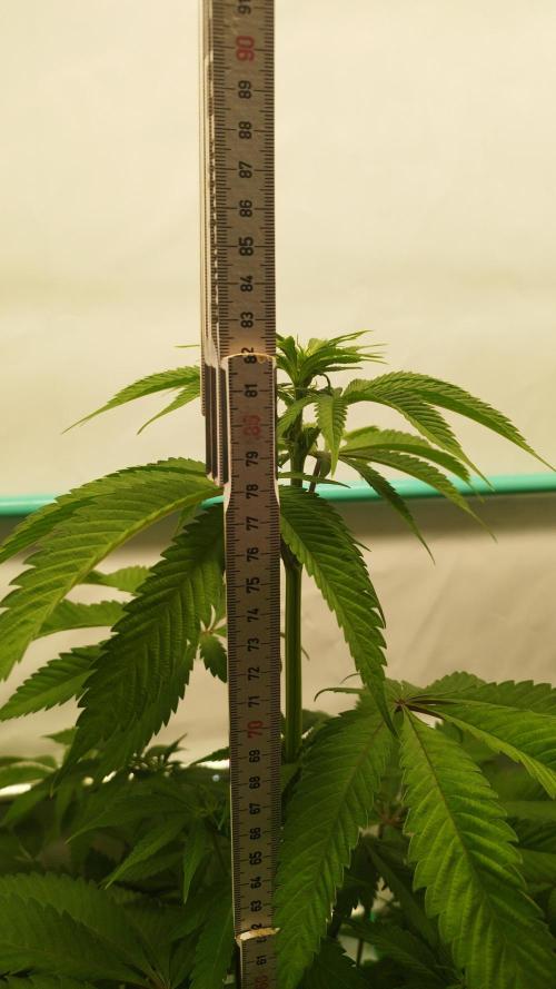 Back 2 Future (Bud Voyage). Week 7