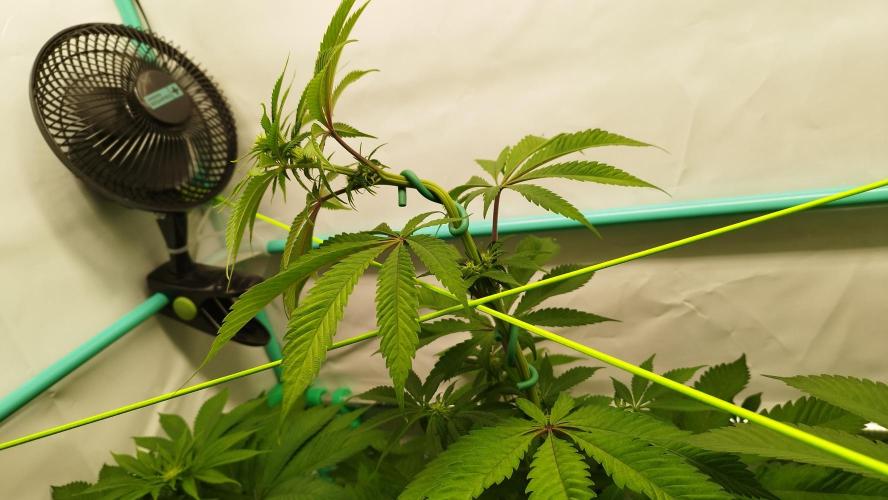 Back 2 Future (Bud Voyage). Week 8