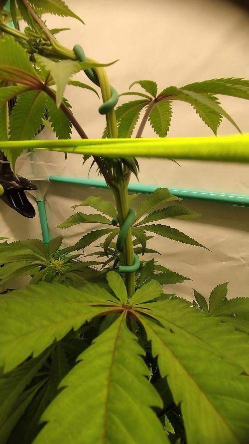 Back 2 Future (Bud Voyage). Week 8
