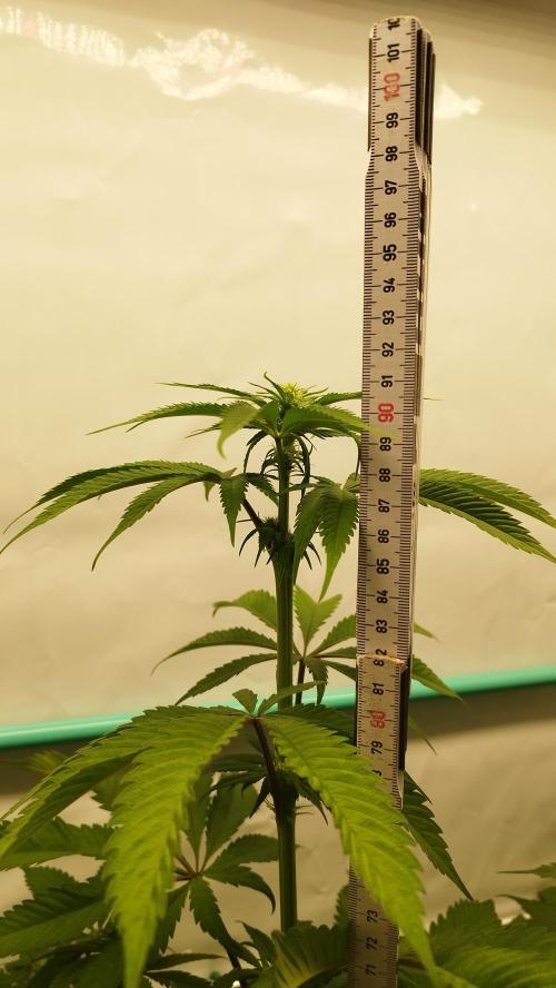 Back 2 Future (Bud Voyage). Week 8