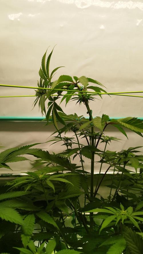 Back 2 Future (Bud Voyage). Week 8