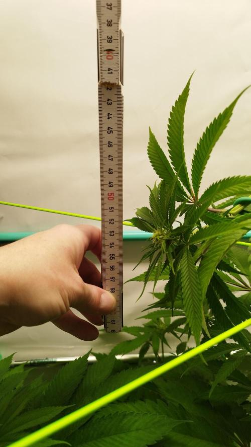 Back 2 Future (Bud Voyage). Week 8
