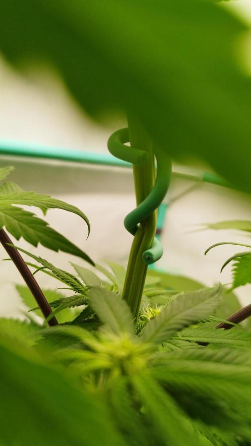 Back 2 Future (Bud Voyage). Week 8