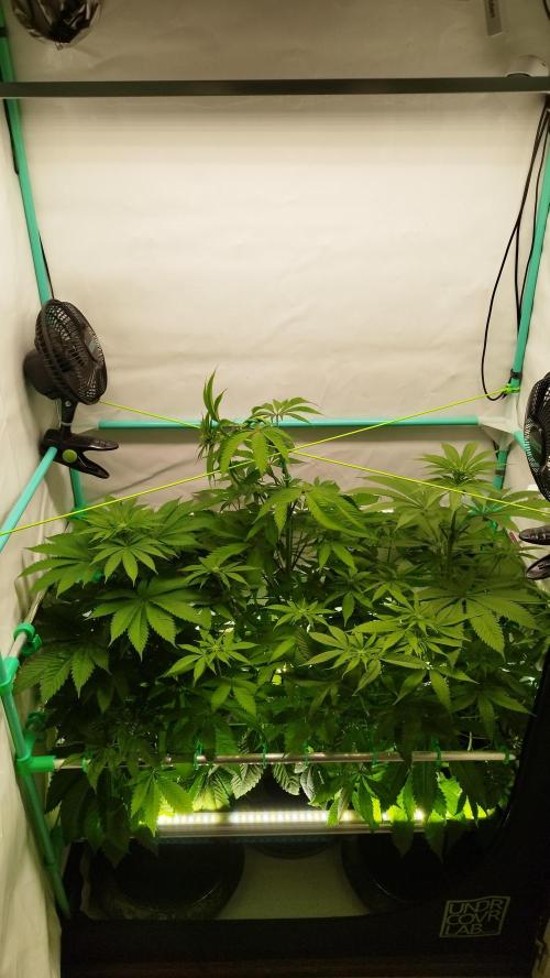 Back 2 Future (Bud Voyage). Week 8