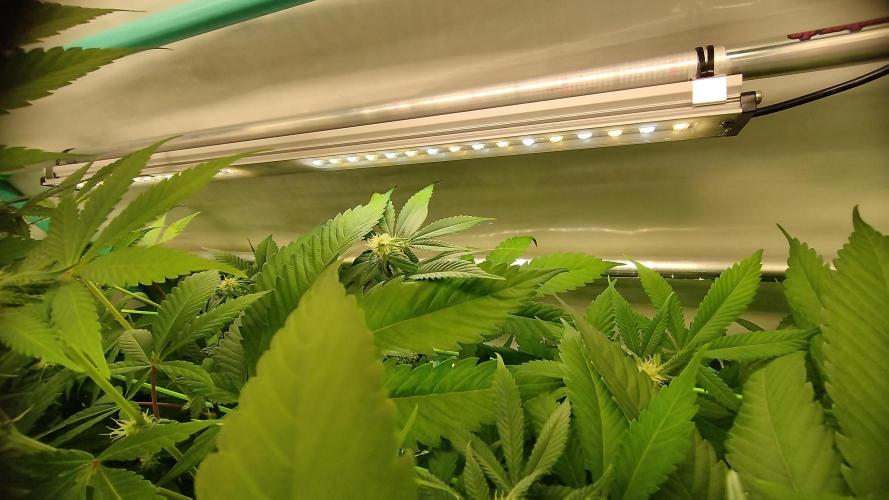 Back 2 Future (Bud Voyage). Week 8