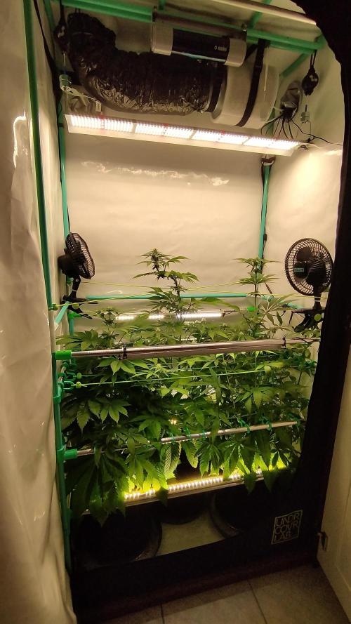 Back 2 Future (Bud Voyage). Week 8