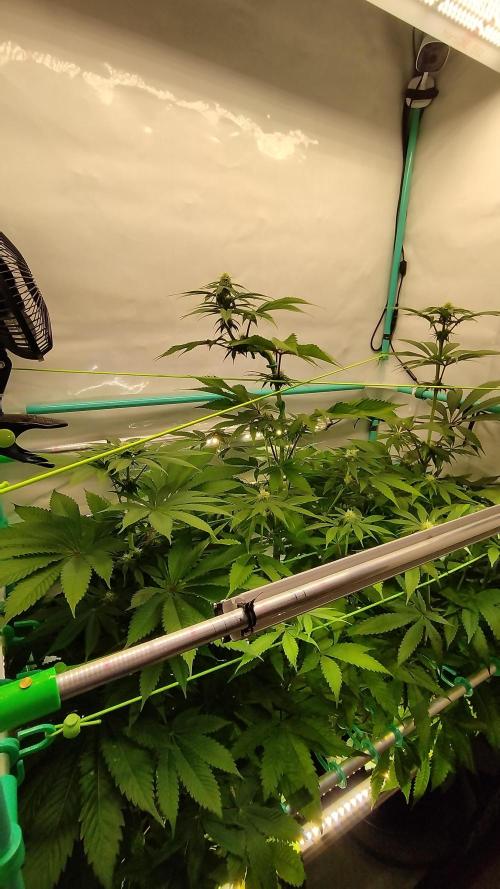 Back 2 Future (Bud Voyage). Week 8
