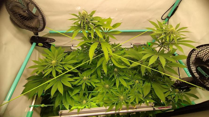 Back 2 Future (Bud Voyage). Week 9