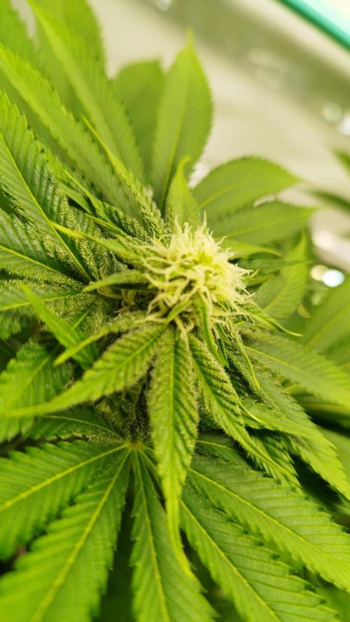 Back 2 Future (Bud Voyage). Week 9