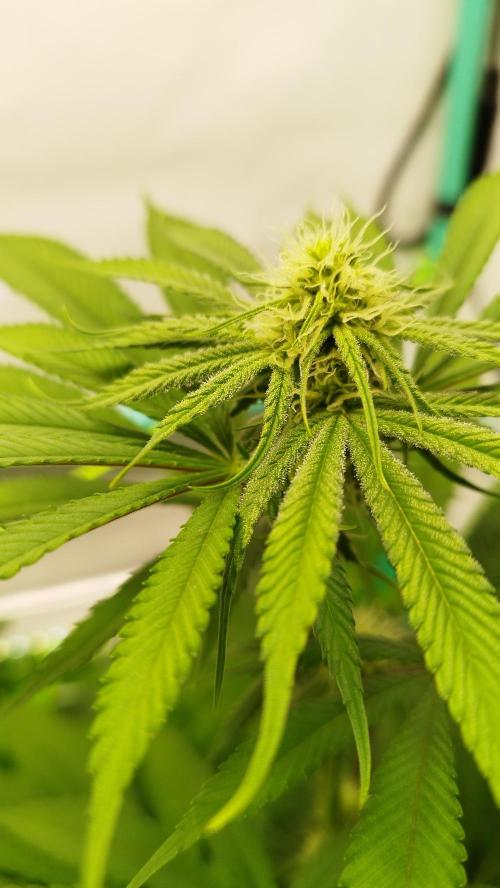 Back 2 Future (Bud Voyage). Week 9