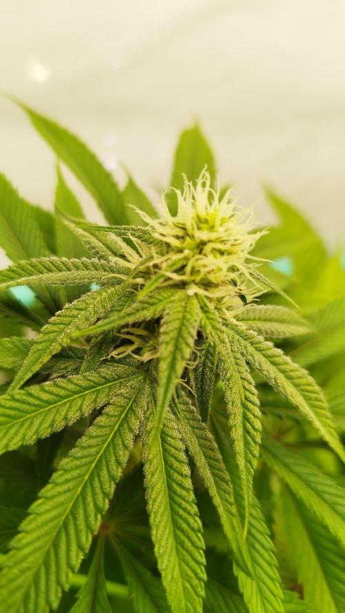 Back 2 Future (Bud Voyage). Week 9