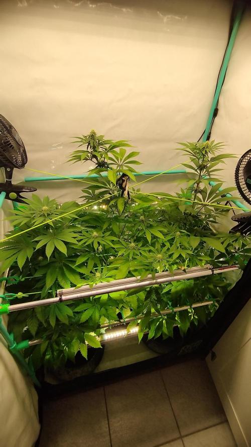 Back 2 Future (Bud Voyage). Week 9