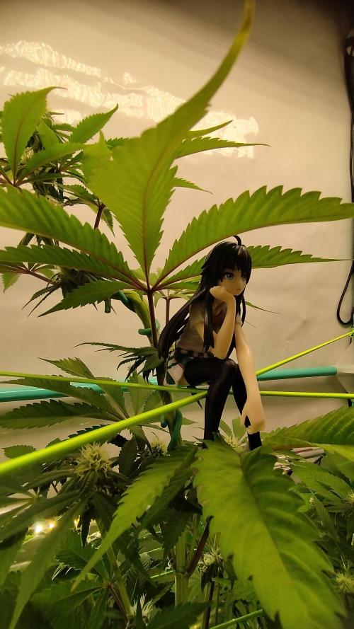 Back 2 Future (Bud Voyage). Week 9