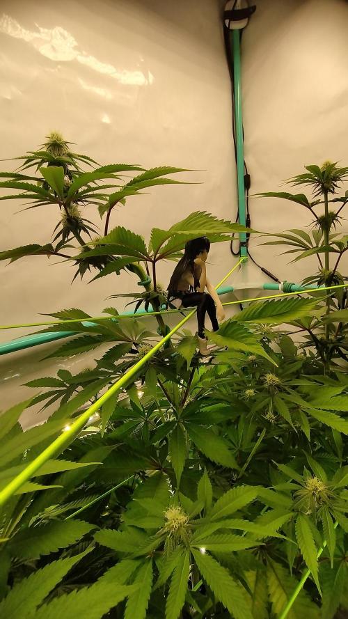 Back 2 Future (Bud Voyage). Week 9