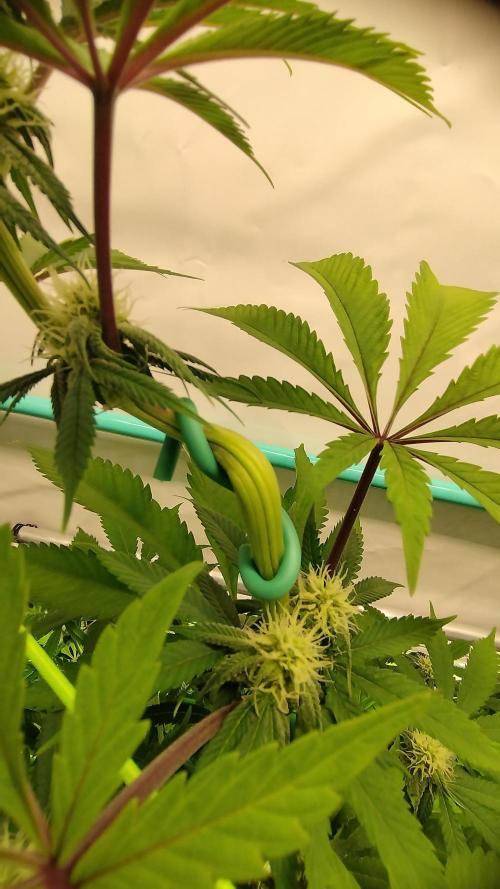 Back 2 Future (Bud Voyage). Week 9