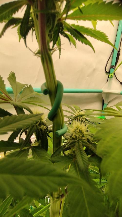 Back 2 Future (Bud Voyage). Week 9