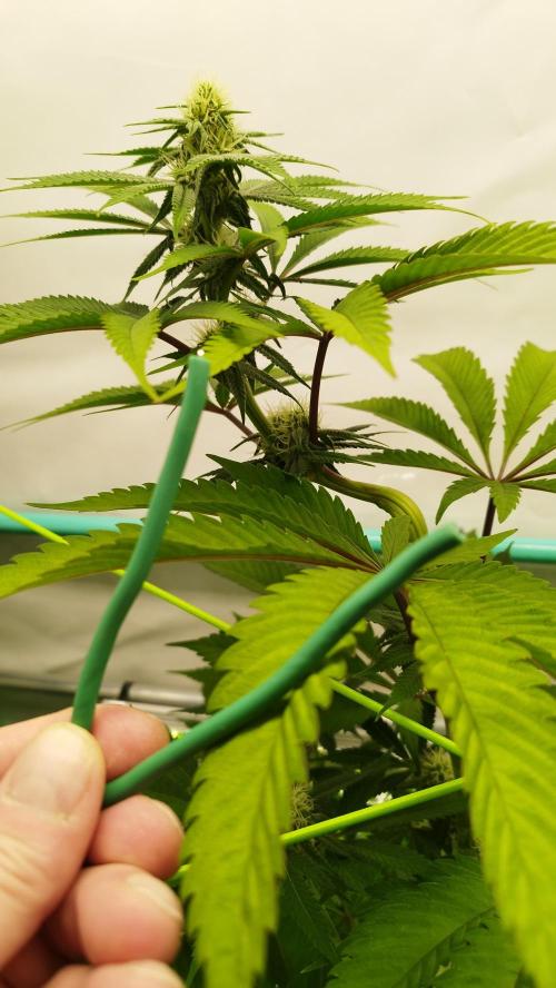 Back 2 Future (Bud Voyage). Week 9