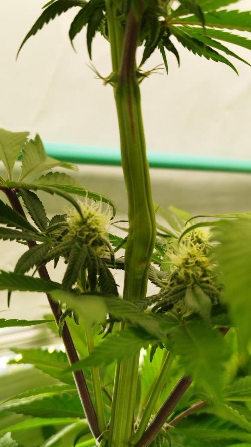 Back 2 Future (Bud Voyage). Week 9