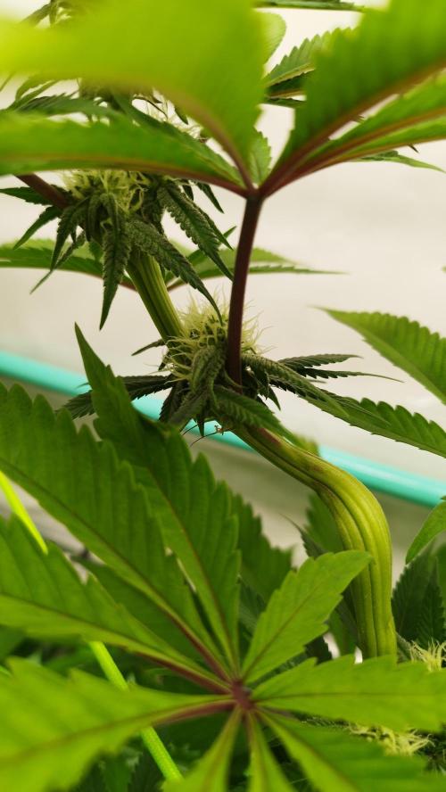 Back 2 Future (Bud Voyage). Week 9