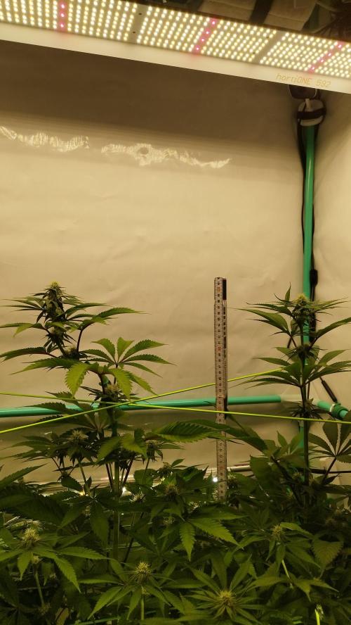 Back 2 Future (Bud Voyage). Week 9