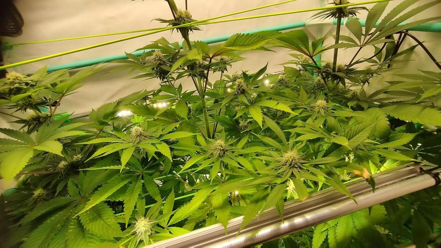 Back 2 Future (Bud Voyage). Week 9