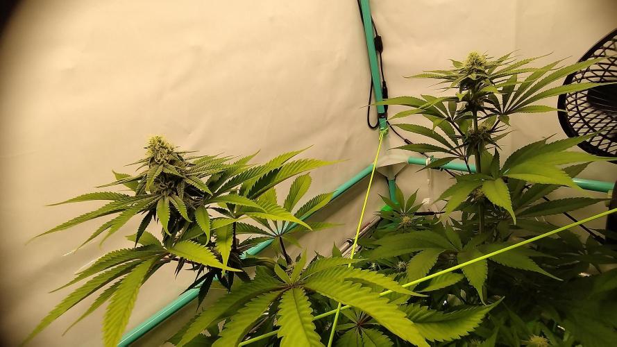Back 2 Future (Bud Voyage). Week 9