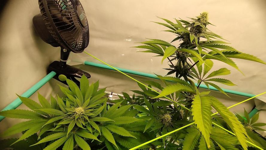 Back 2 Future (Bud Voyage). Week 9