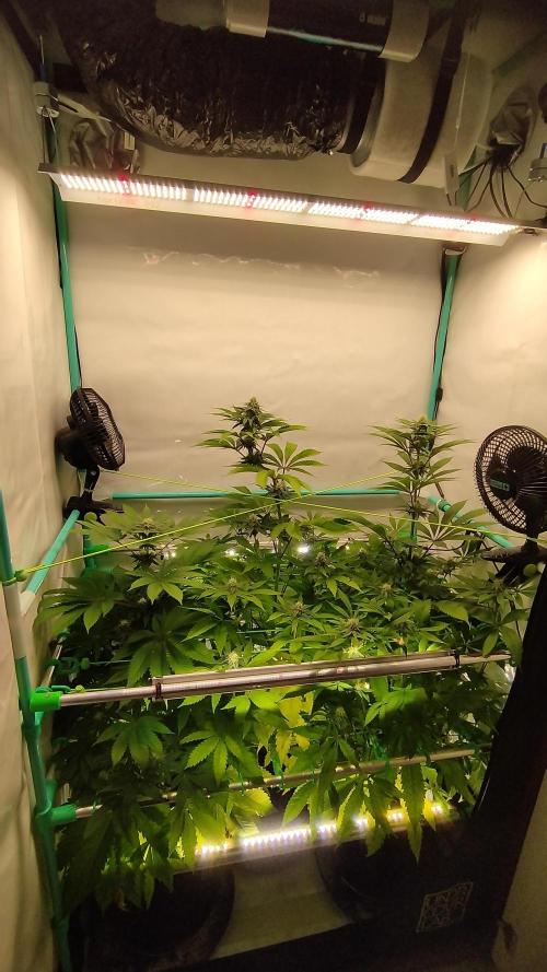Back 2 Future (Bud Voyage). Week 9