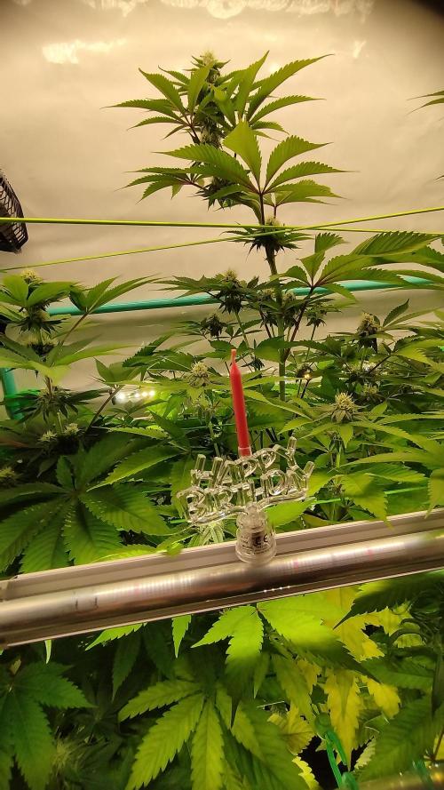 Back 2 Future (Bud Voyage). Week 9