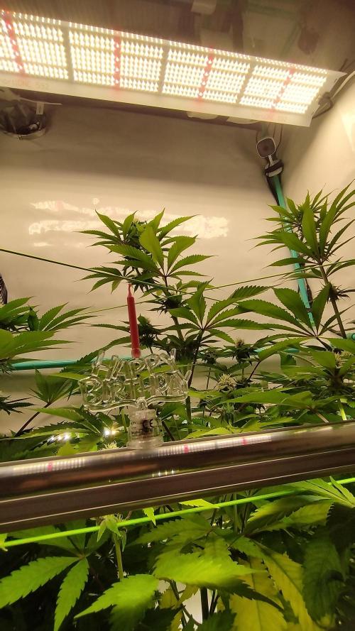 Back 2 Future (Bud Voyage). Week 9