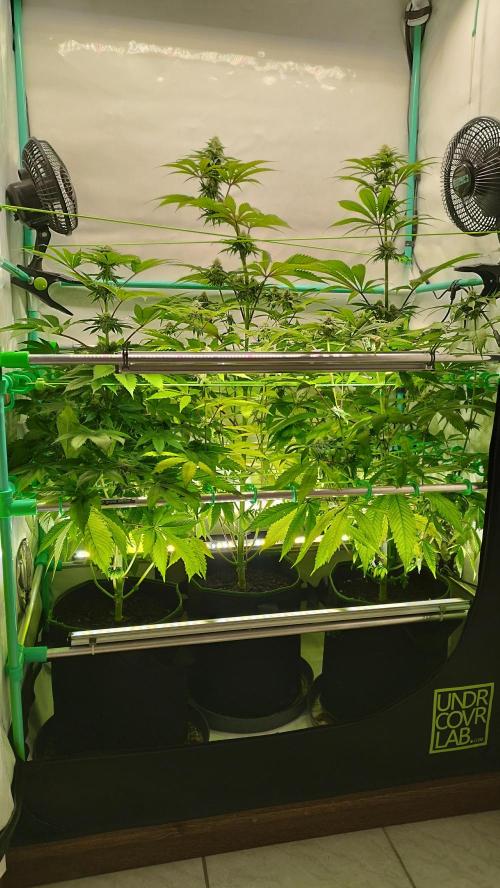 Back 2 Future (Bud Voyage). Week 12