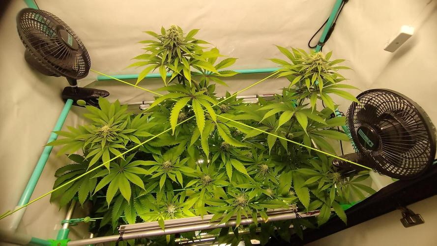 Back 2 Future (Bud Voyage). Week 12