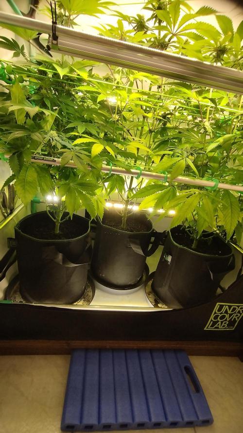 Back 2 Future (Bud Voyage). Week 12