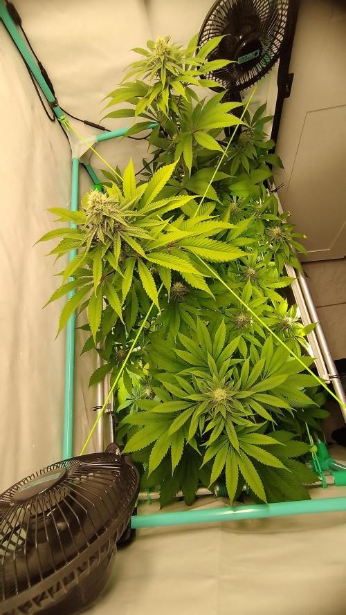 Back 2 Future (Bud Voyage). Week 12
