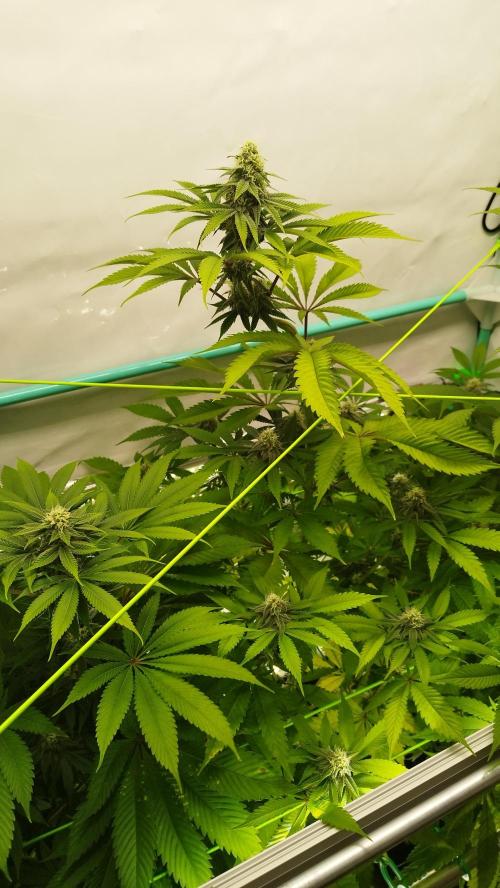 Back 2 Future (Bud Voyage). Week 12