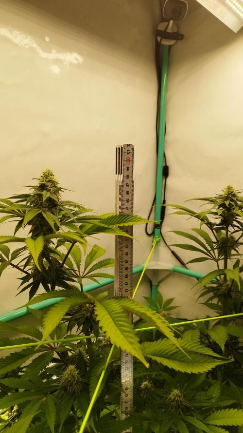Back 2 Future (Bud Voyage). Week 12