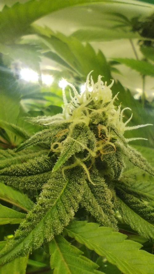 Back 2 Future (Bud Voyage). Week 12