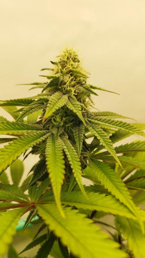 Back 2 Future (Bud Voyage). Week 12