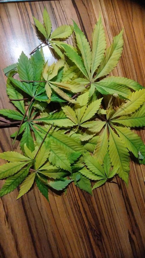 Back 2 Future (Bud Voyage). Week 12